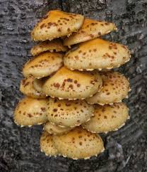 Attēlu rezultāti vaicājumam “Pholiota squarrosoides”