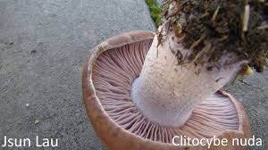 Attēlu rezultāti vaicājumam “Lepista nuda”