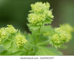 Image result for Alchemilla vulgaris