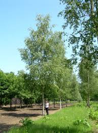 Attēlu rezultāti vaicājumam “Betula pendula”