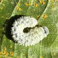 Attēlu rezultāti vaicājumam “Eriocampa ovata”