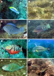 Image result for Scarus zelindae