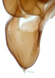 Attēlu rezultāti vaicājumam “Euphydrias aurinia upperside”