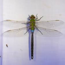 Attēlu rezultāti vaicājumam “Aeshnidae”