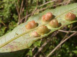 Attēlu rezultāti vaicājumam “Pontania proxima”