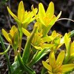 Attēlu rezultāti vaicājumam “Gagea pratensis flower”