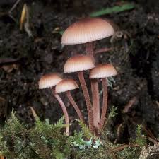Attēlu rezultāti vaicājumam “Mycena haematopus”