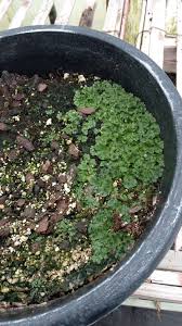 Attēlu rezultāti vaicājumam “Conocephalum salebrosum sporophyte”