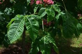 Attēlu rezultāti vaicājumam “Aesculus x hybrida flower”