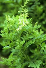 Attēlu rezultāti vaicājumam “Astragalus arenarius leaf”
