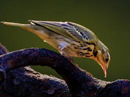 Image result for Anthus hodgsoni