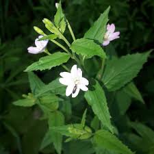 Attēlu rezultāti vaicājumam “Epilobium montanum leaf”