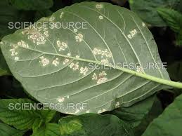 Attēlu rezultāti vaicājumam “Amaranthus retroflexus leaf”