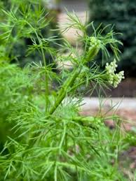 Attēlu rezultāti vaicājumam “Carum carvi leaf”