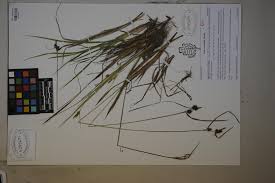 Attēlu rezultāti vaicājumam “Carex viridula fruit”