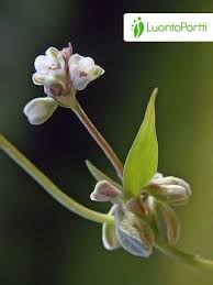 Attēlu rezultāti vaicājumam “Fallopia convolvulus leaf”