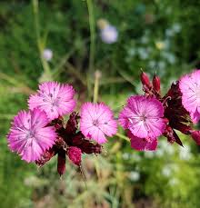 Image result for Dianthus carthusianorum