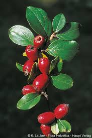 Attēlu rezultāti vaicājumam “Cotoneaster divaricatus”