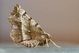 Attēlu rezultāti vaicājumam “Selenia dentaria imago”