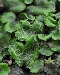 Attēlu rezultāti vaicājumam “Conocephalum salebrosum”