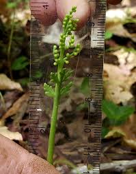 Attēlu rezultāti vaicājumam “Botrychium matricariifolium”