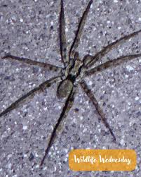 Attēlu rezultāti vaicājumam “Miturgidae”