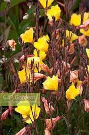 Image result for Oenothera odorata