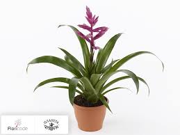 Картинки по запросу гусмания