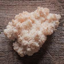 Attēlu rezultāti vaicājumam “Hericium coralloides”