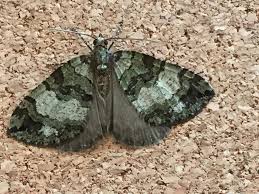 Attēlu rezultāti vaicājumam “Colostygia pectinataria female”