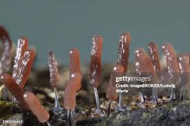 Attēlu rezultāti vaicājumam “Stemonitopsis typhina stalked”