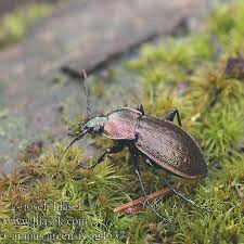 Attēlu rezultāti vaicājumam “Carabus arcensis”