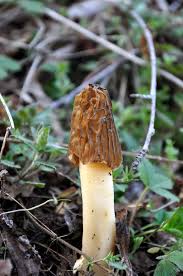 Attēlu rezultāti vaicājumam “Verpa bohemica”