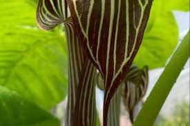 Attēlu rezultāti vaicājumam “Araceae”