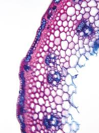 Attēlu rezultāti vaicājumam “Festuca altissima leaf”