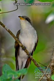 Image result for Coccyzus americanus