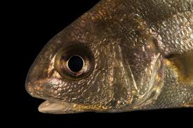 Image result for Aplodinotus grunniens