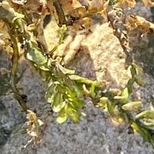 Attēlu rezultāti vaicājumam “Fontinalis antipyretica subsp. gracilis”