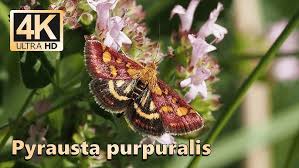 Attēlu rezultāti vaicājumam “Pyrausta purpuralis”