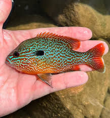 Image result for Lepomis cyanellus