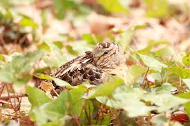 Attēlu rezultāti vaicājumam “Scolopax rusticola nest”