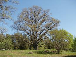 Attēlu rezultāti vaicājumam “Quercus”