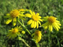 Attēlu rezultāti vaicājumam “Senecio vernalis leaf”