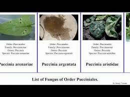 Attēlu rezultāti vaicājumam “Puccinia poarum”