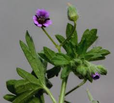Attēlu rezultāti vaicājumam “Geranium pusillum leaf”