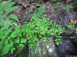 Image result for Adlumia cirrhosa