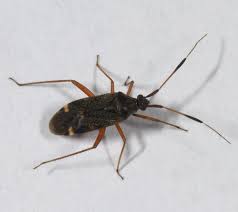 Attēlu rezultāti vaicājumam “Closterotomus biclavatus imago”