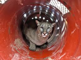 Image result for Ut Cougars