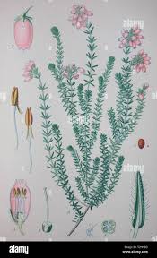 Attēlu rezultāti vaicājumam “Erica tetralix leaf”