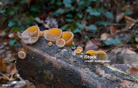 Attēlu rezultāti vaicājumam “Peziza badia”